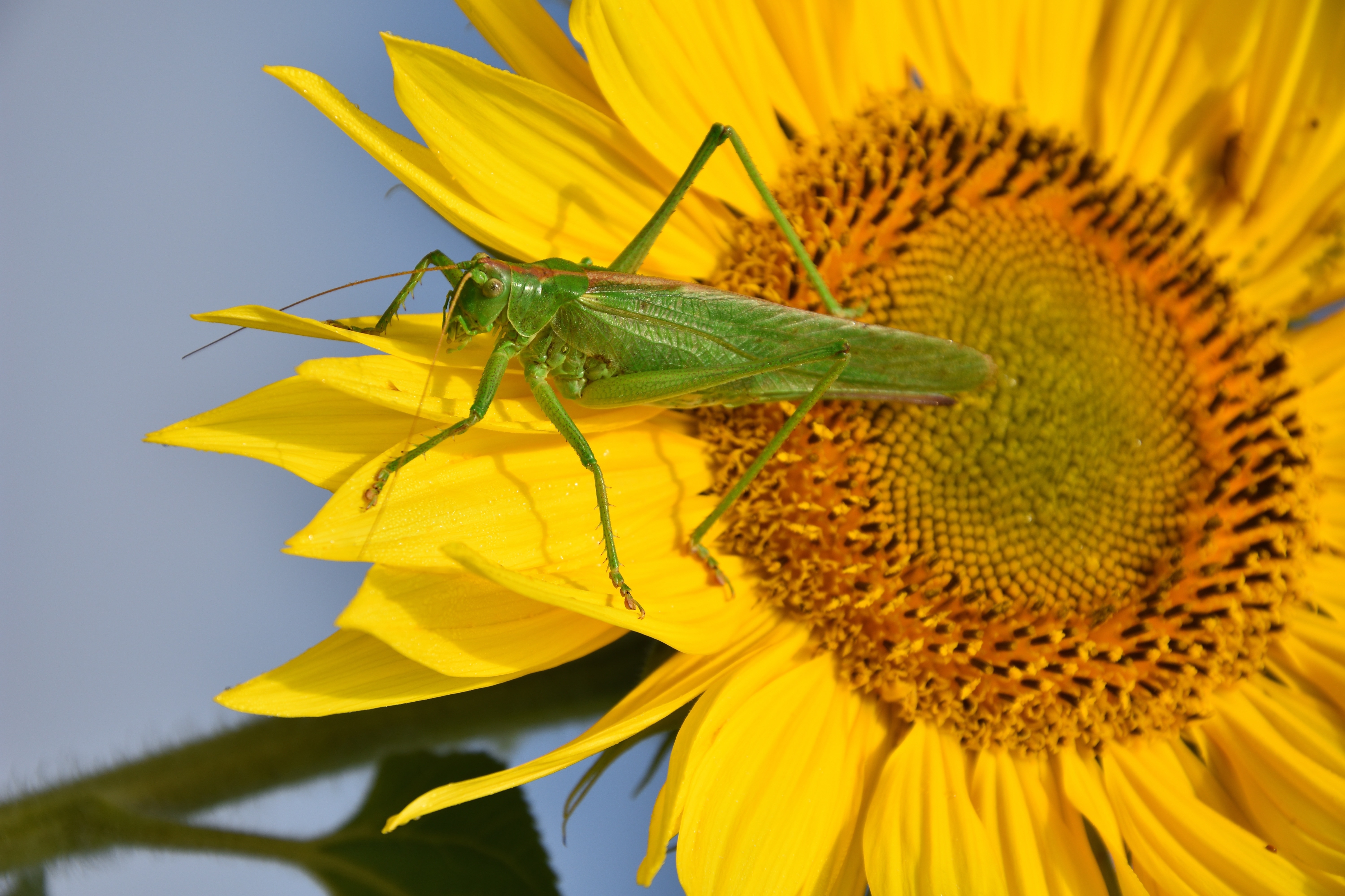sunflower and green grasshopper