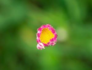 pink-and-yellow flower thumbnail
