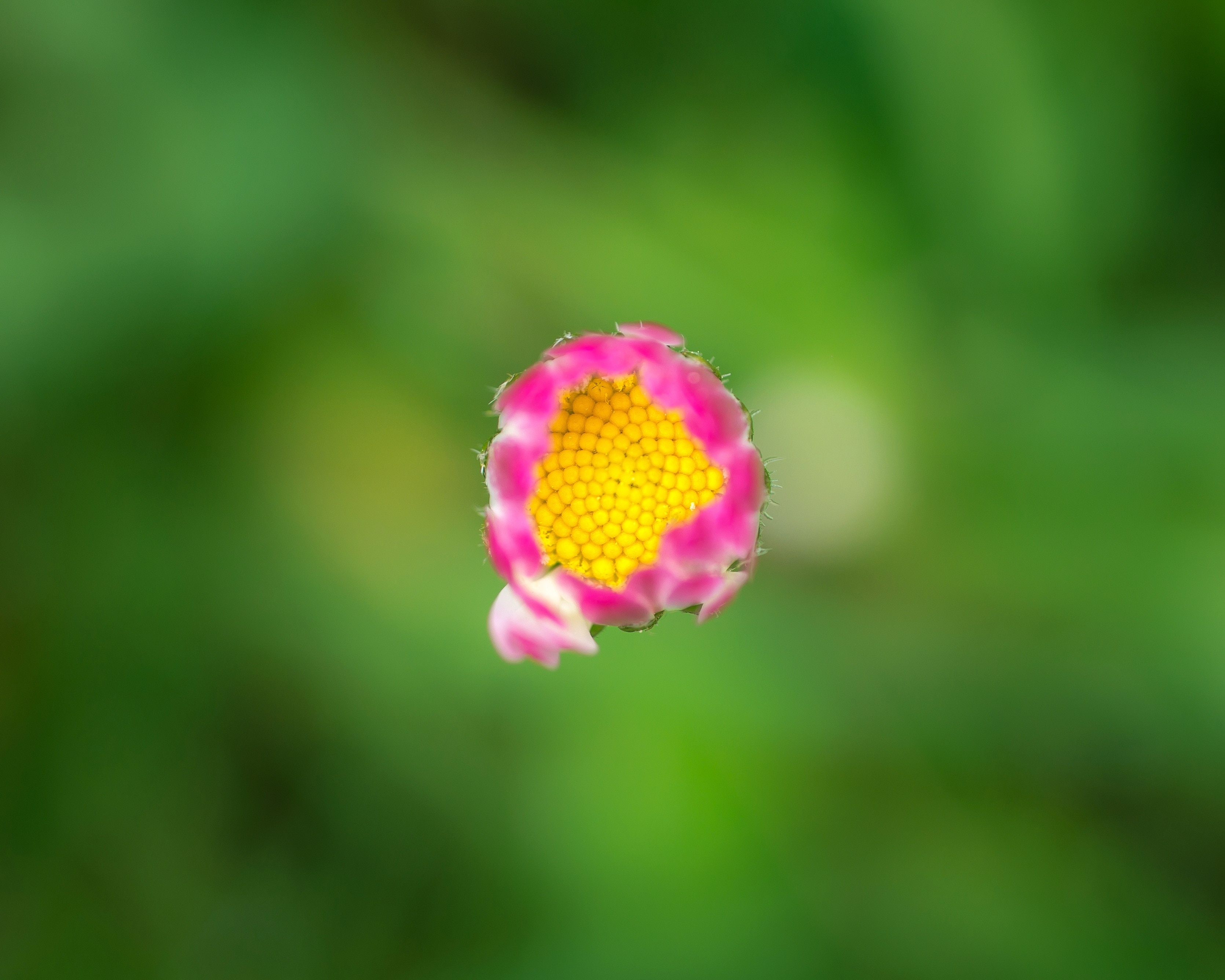 pink-and-yellow flower