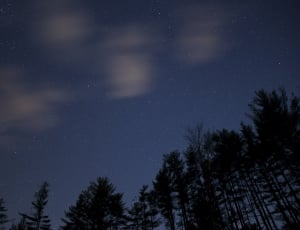 silhouette of trees during night time thumbnail