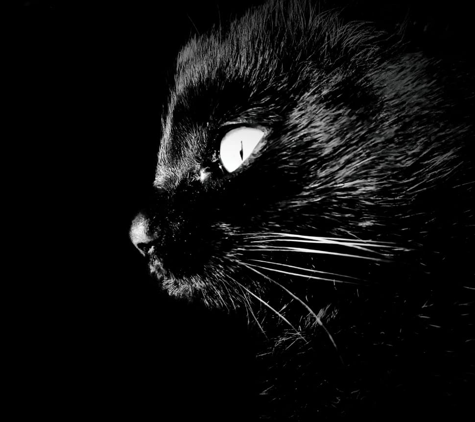 black coated cat preview