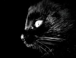black coated cat thumbnail