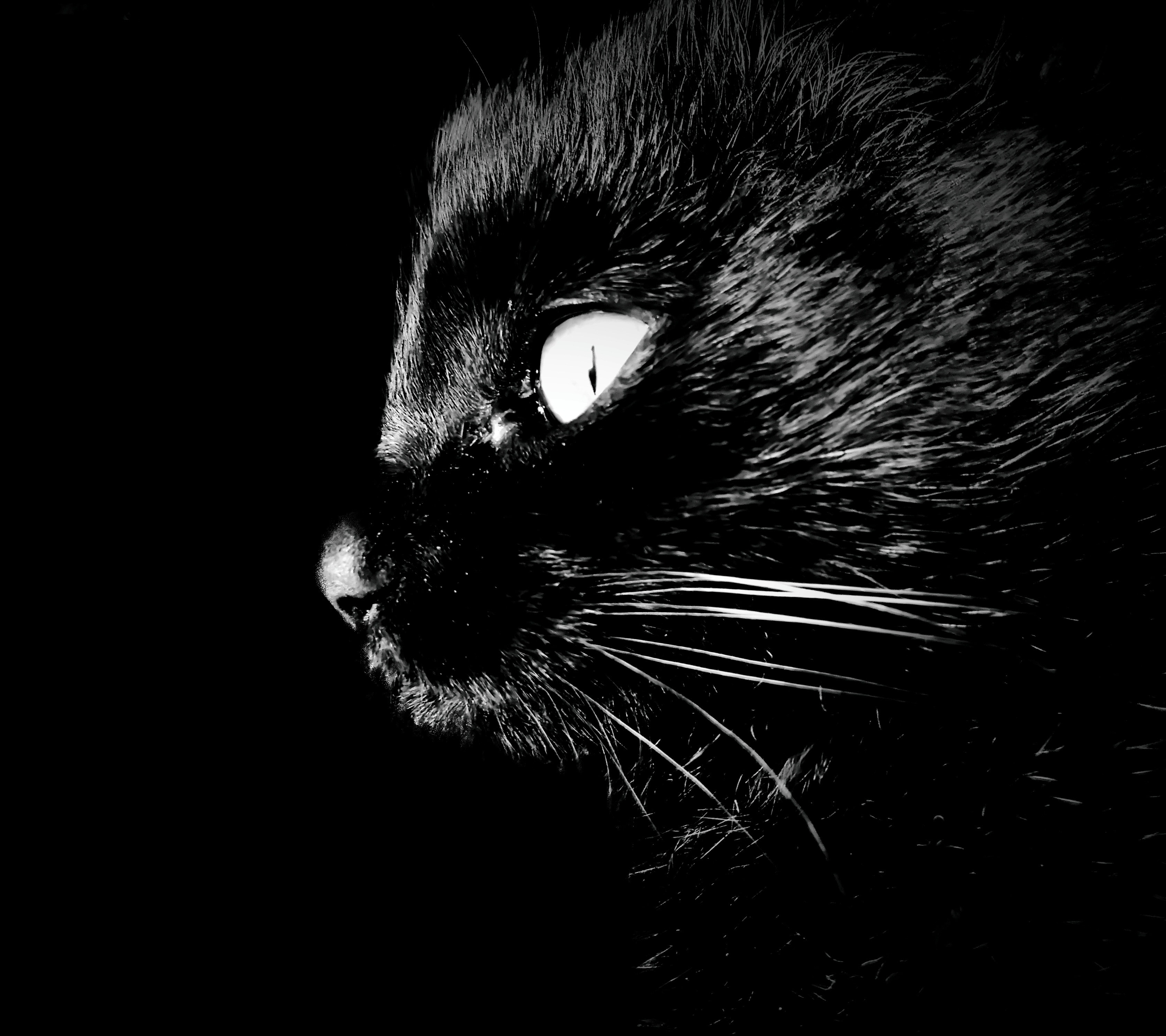 black coated cat