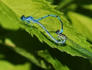 mating dragonfly on top of leaf during daytime \ thumbnail