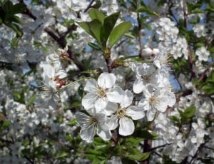 Cherry, Flower, The Leaves Of The Branch, flower, blossom thumbnail