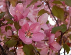 pink fruit blossom thumbnail