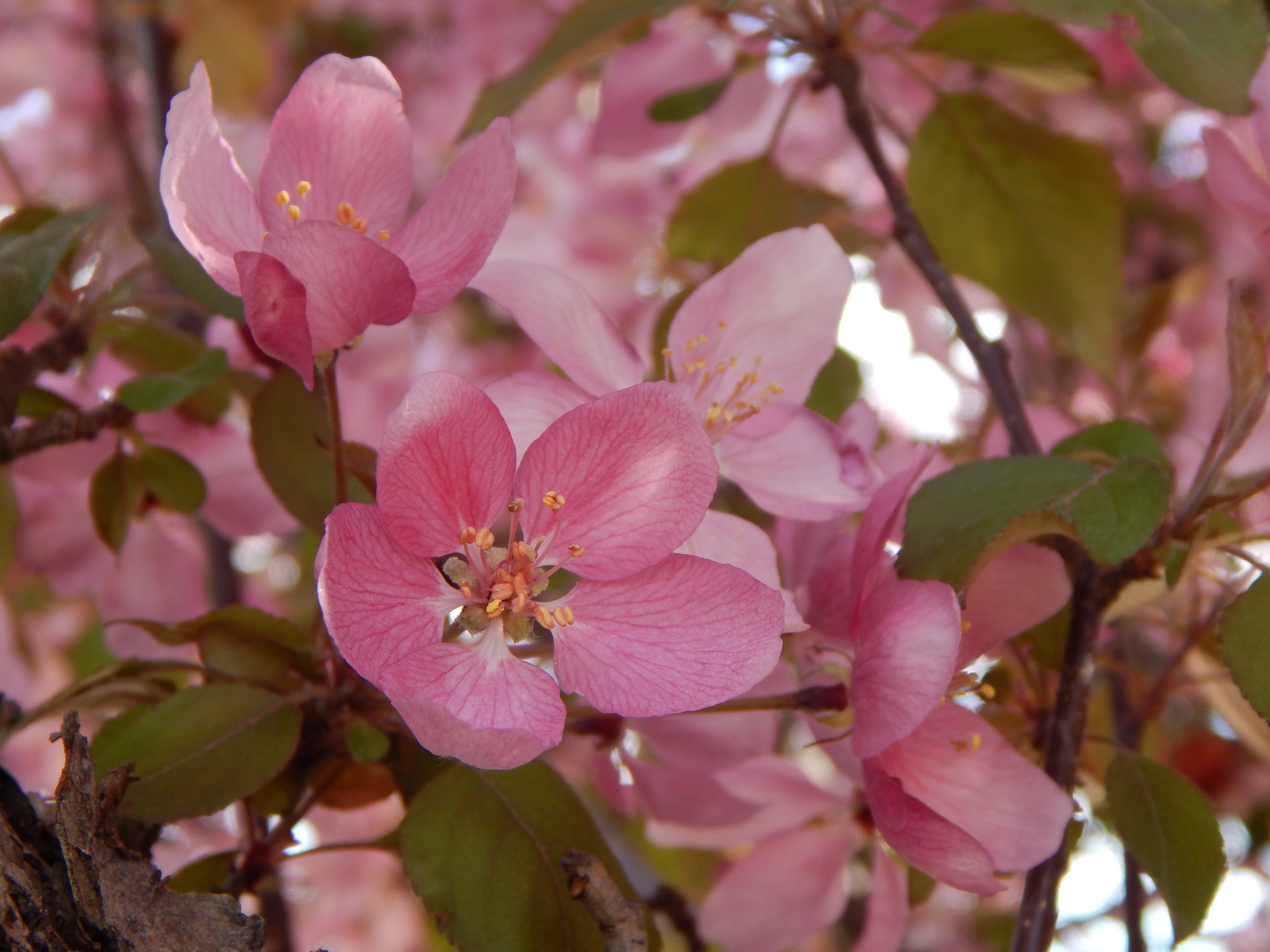 pink fruit blossom