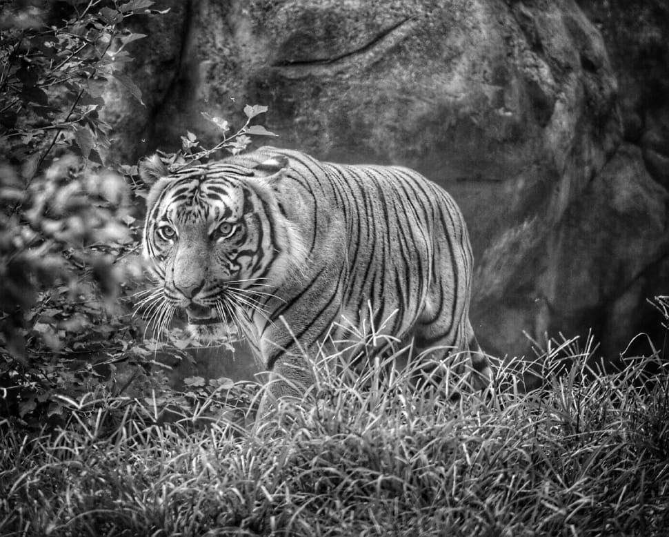 tiger grayscale photography preview