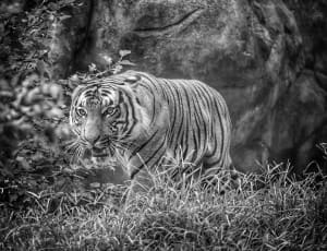 tiger grayscale photography thumbnail
