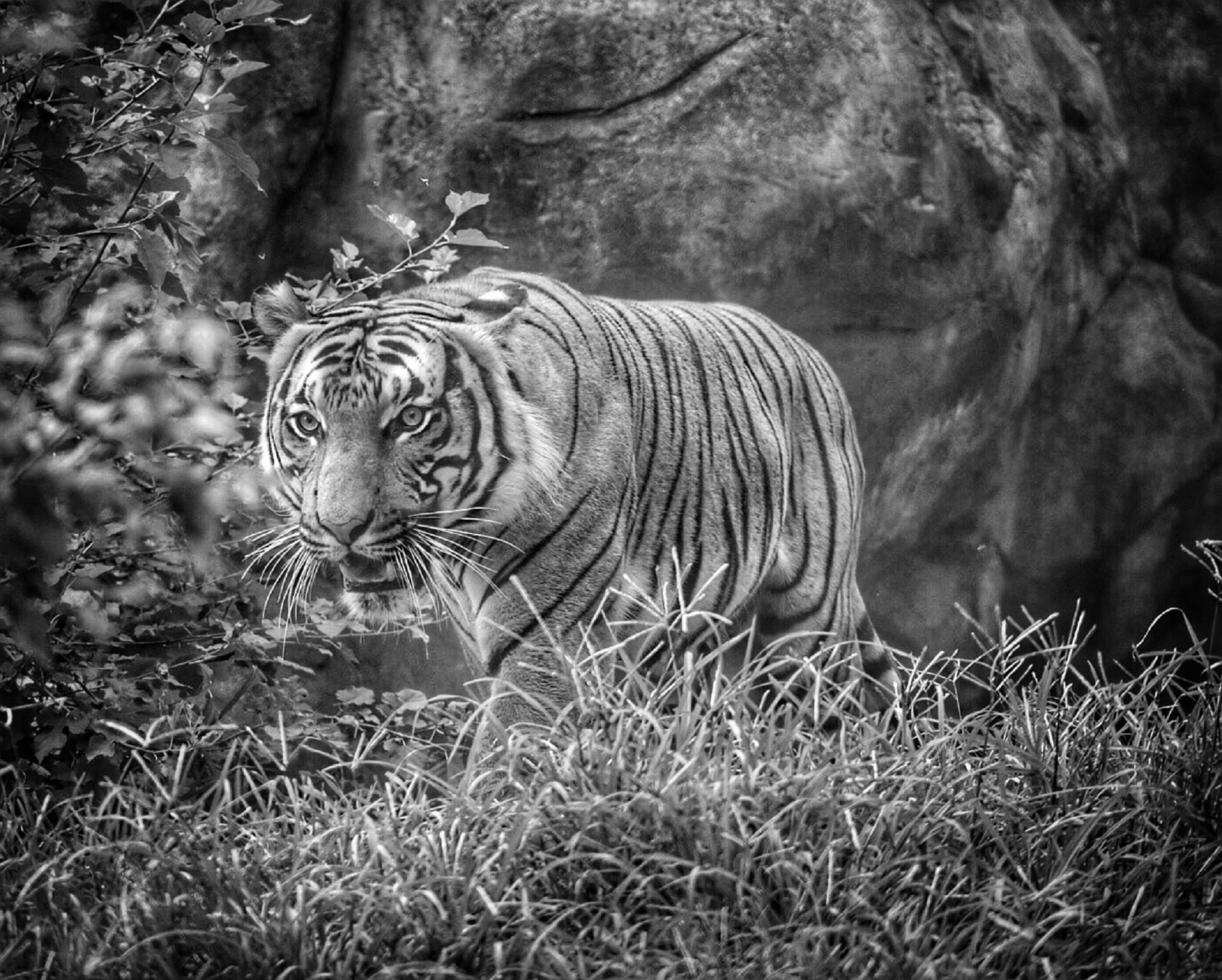 tiger grayscale photography