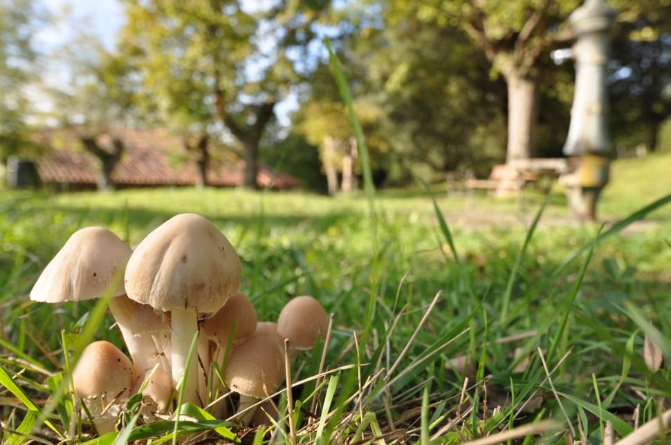 mushroom preview