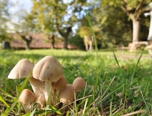 mushroom thumbnail