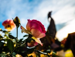 pink and yellow rose shallow focus photography thumbnail