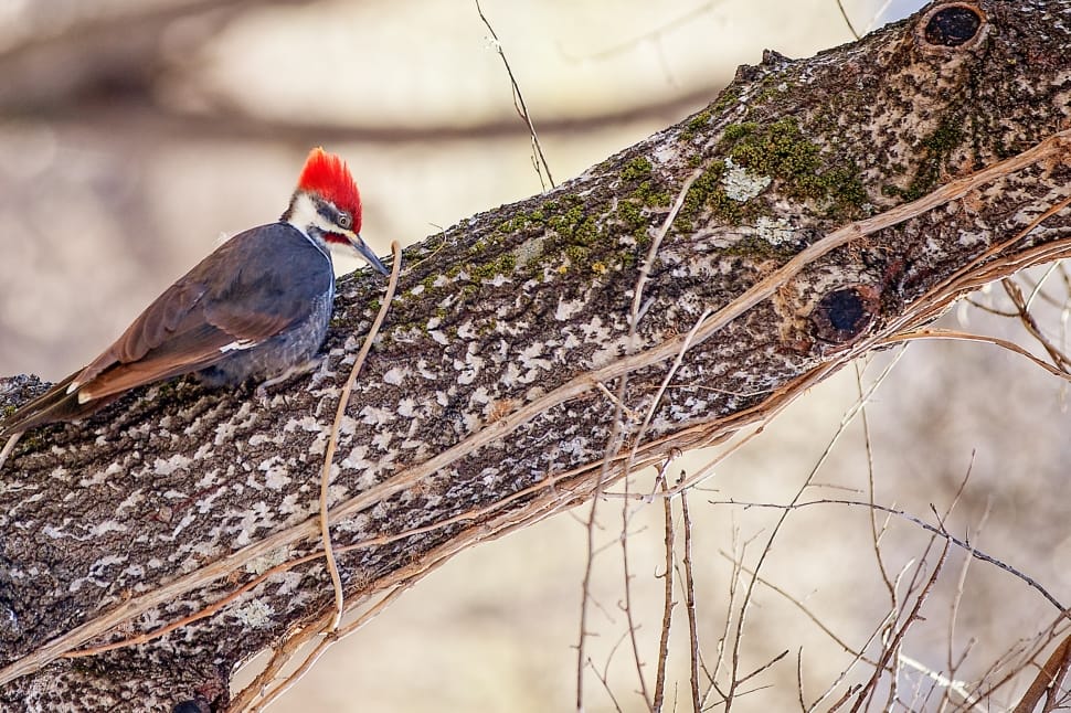 selective photography of gray, red, and white woodpecker on brown tree branch preview