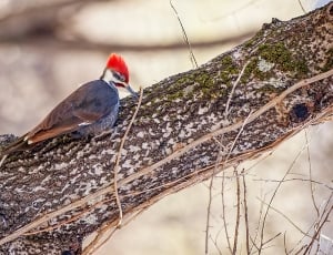 selective photography of gray, red, and white woodpecker on brown tree branch thumbnail
