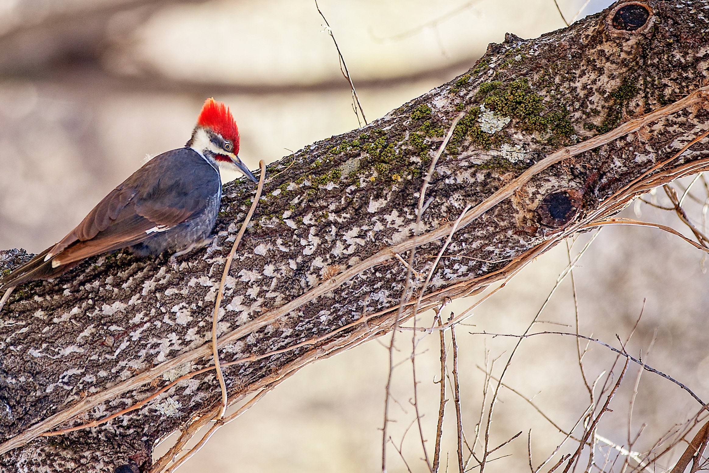 selective photography of gray, red, and white woodpecker on brown tree branch