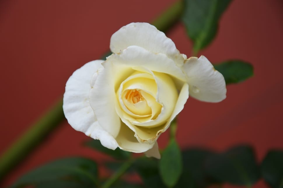 white rose plant preview