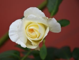 white rose plant thumbnail