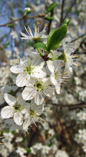 White, Cherry Blossom, Tree, Flowers, flower, tree thumbnail