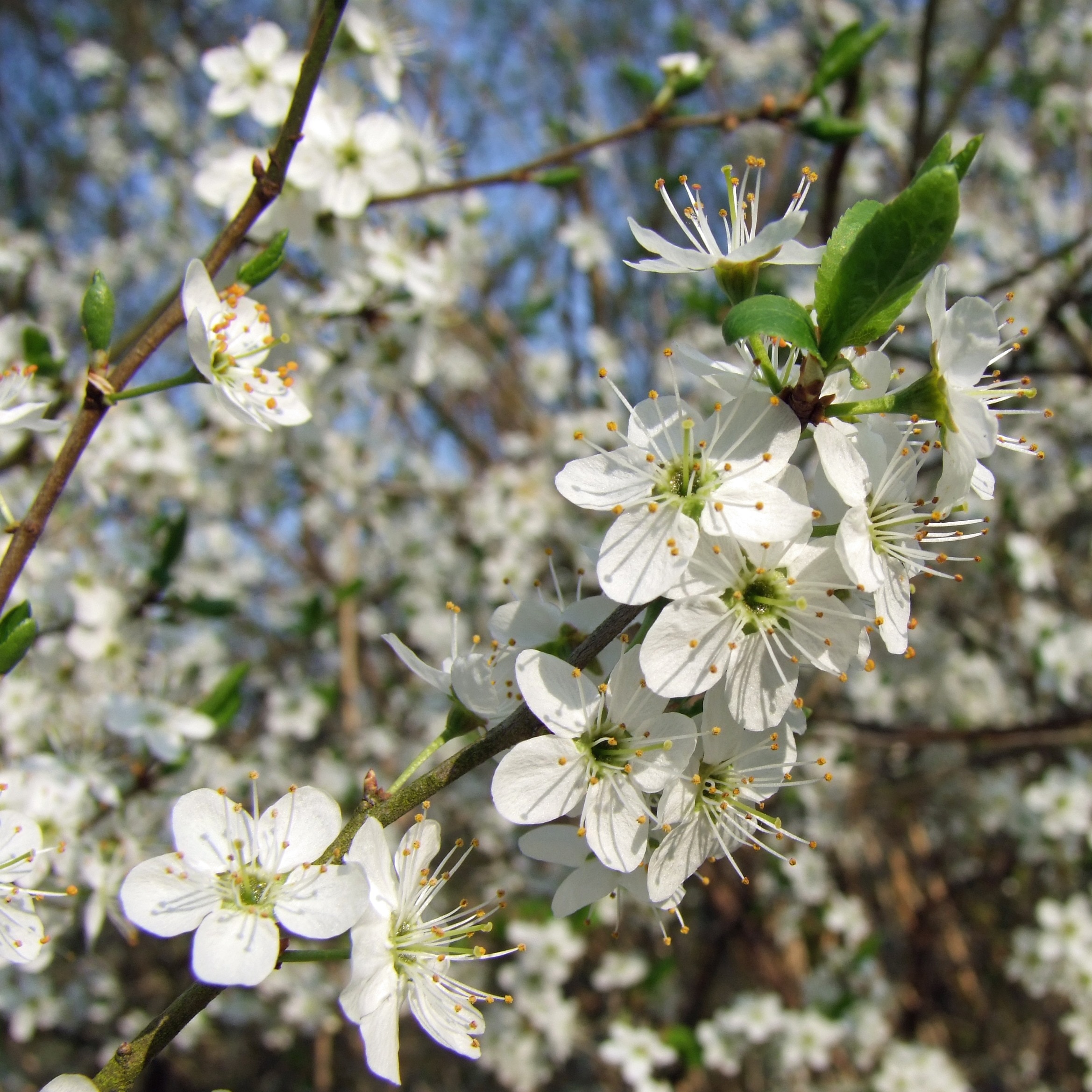 White, Cherry Blossom, Tree, Flowers, flower, tree