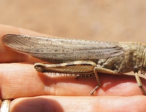 brown grasshopper thumbnail