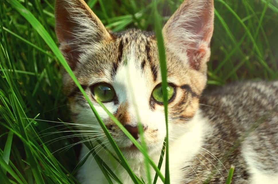white and gray tabby cat on green grass preview