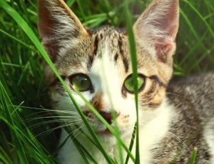 white and gray tabby cat on green grass thumbnail