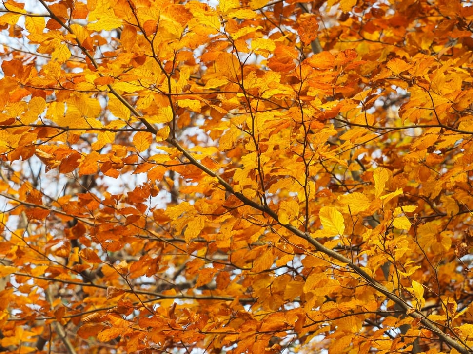 maple tree preview