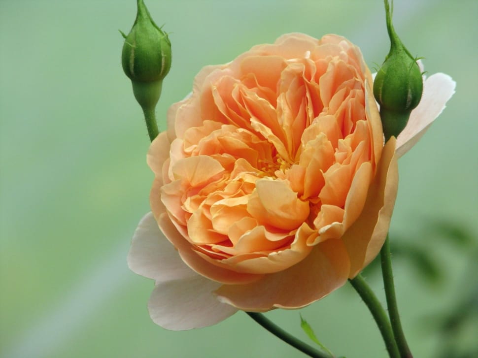 focus photography of orange and white flower during daytim preview