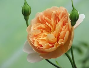 focus photography of orange and white flower during daytim thumbnail