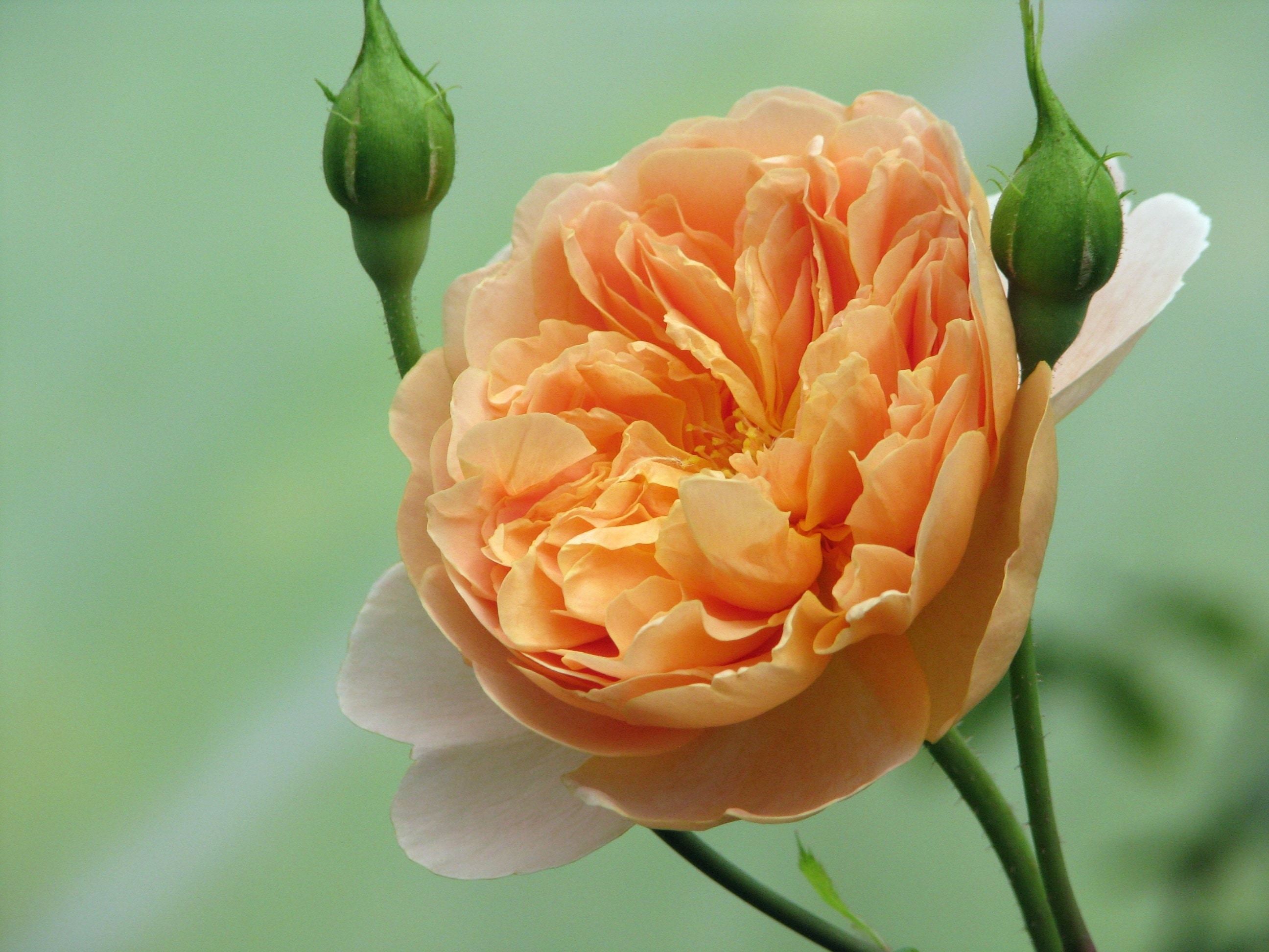 focus photography of orange and white flower during daytim