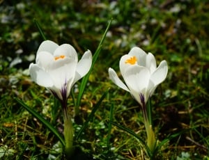 2 white petal flowers thumbnail