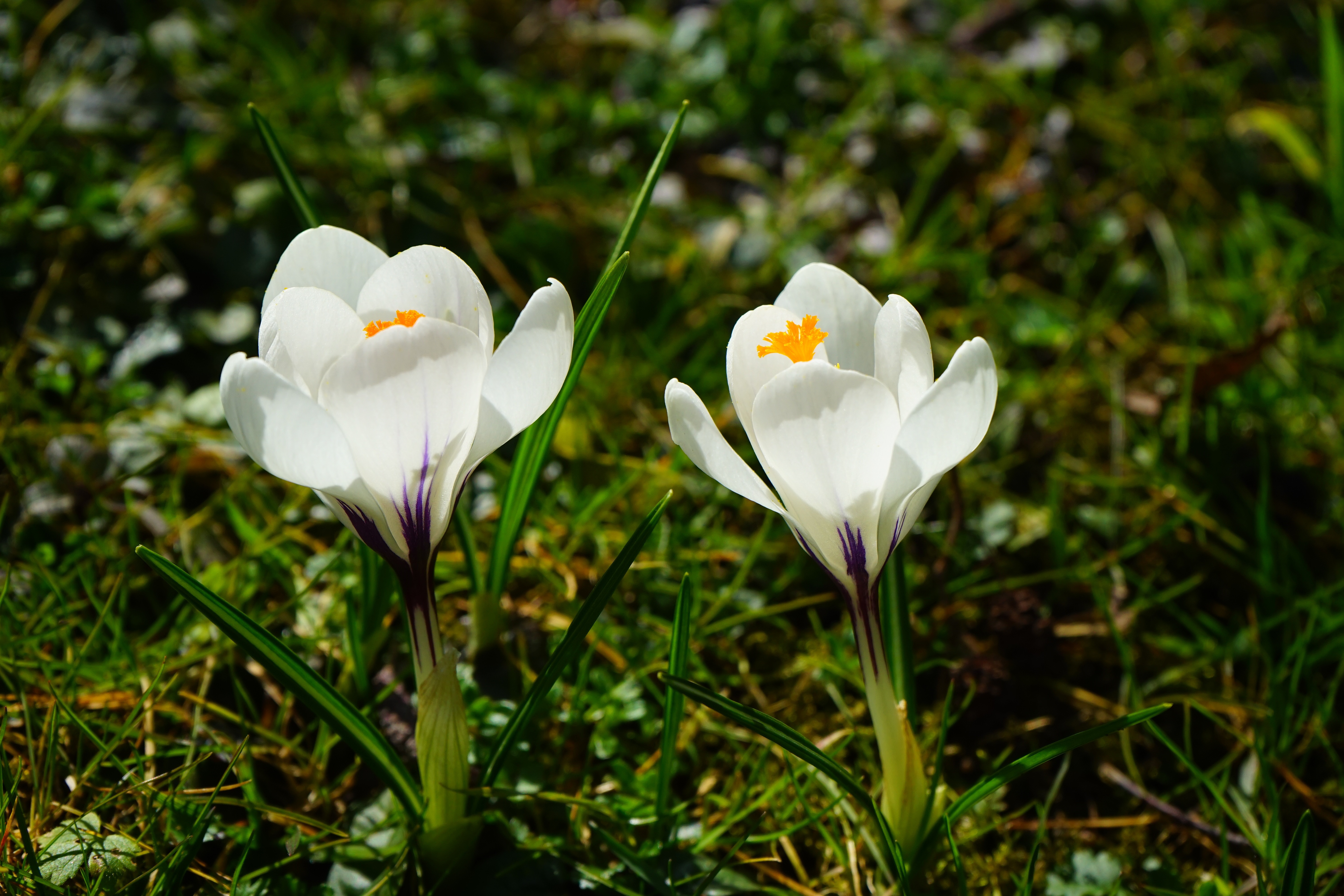 2 white petal flowers