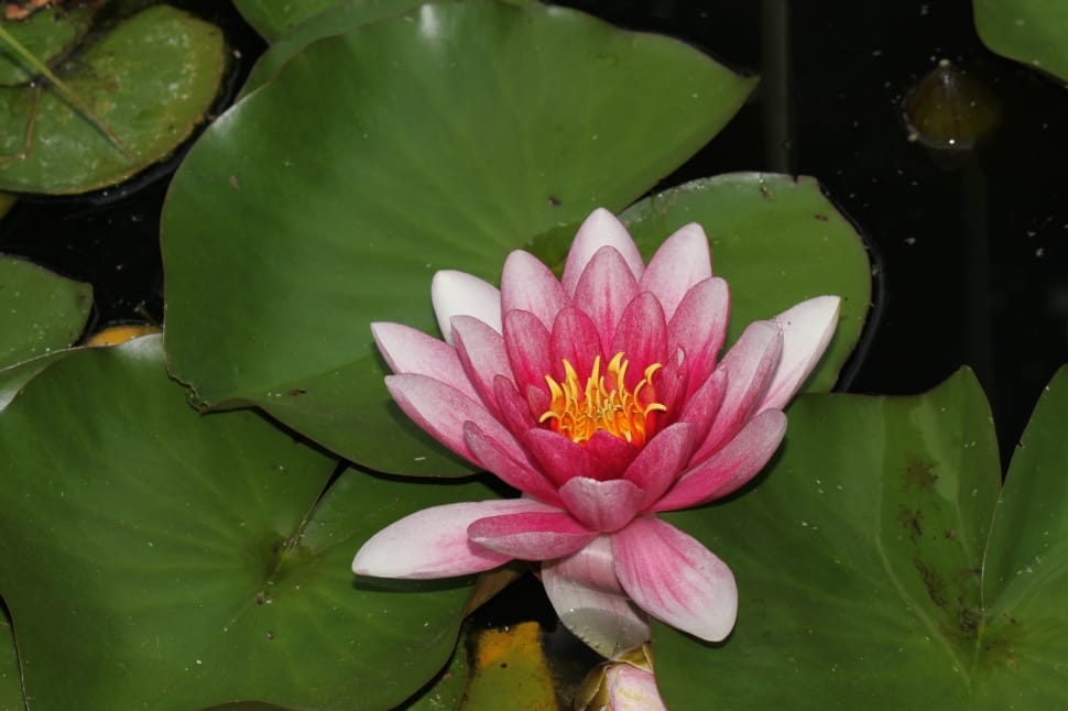 Pond, Pink, Water Lily, Blossom, Lily, flower, beauty in nature preview