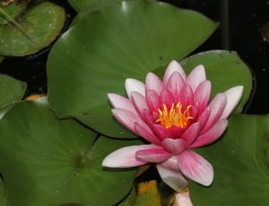 Pond, Pink, Water Lily, Blossom, Lily, flower, beauty in nature thumbnail