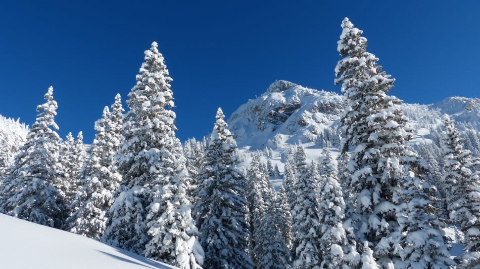 snow covered trees and mountains preview