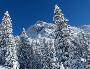 snow covered trees and mountains thumbnail
