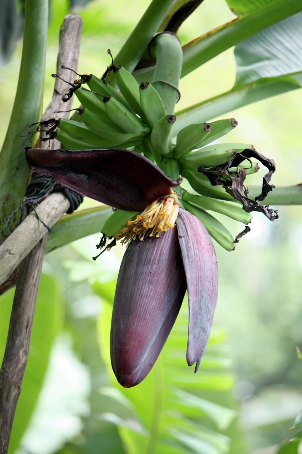 Banana, Blossom, Floral, Plant, Bloom, vegetable, green color preview