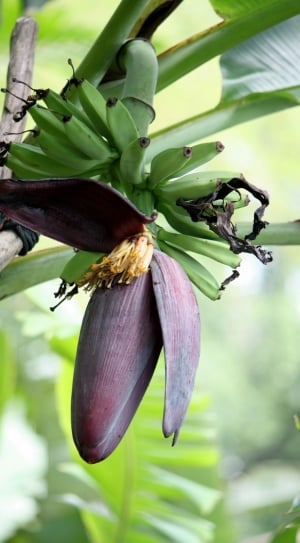 Banana, Blossom, Floral, Plant, Bloom, vegetable, green color thumbnail