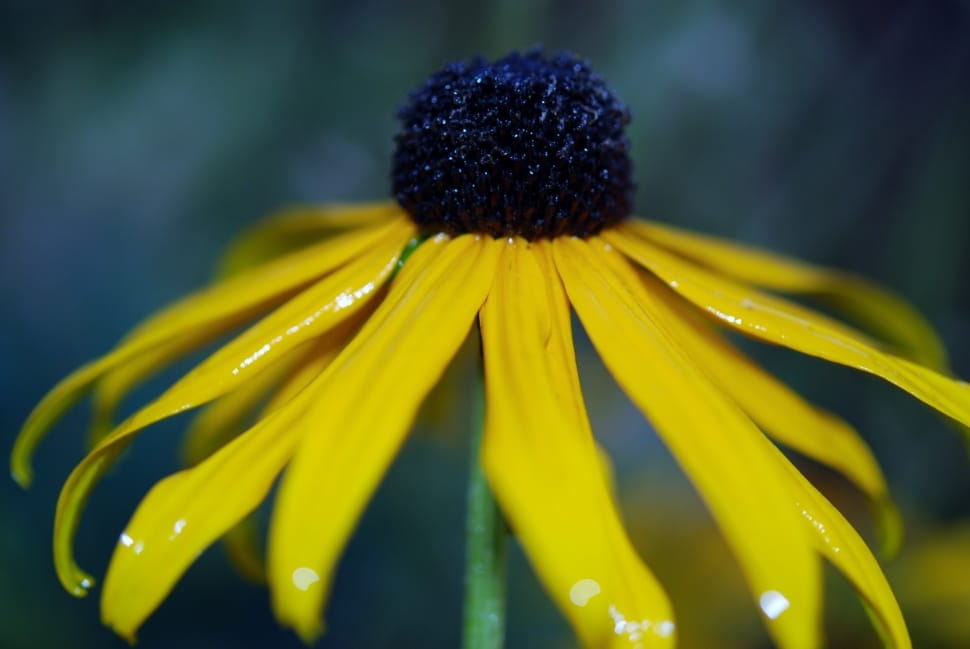 Floral, Yellow, Flower, Nature, Macro, flower, fragility preview