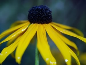 Floral, Yellow, Flower, Nature, Macro, flower, fragility thumbnail