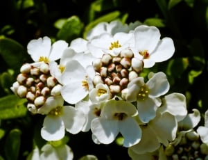 white 4 petal flower thumbnail