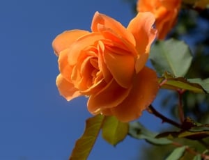 orange petal flower thumbnail