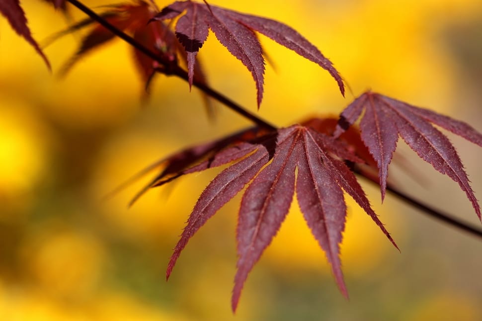 Autumn, Foliage, Maple, Nature, close-up, selective focus preview