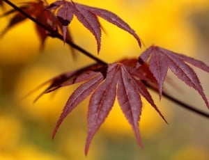 Autumn, Foliage, Maple, Nature, close-up, selective focus thumbnail