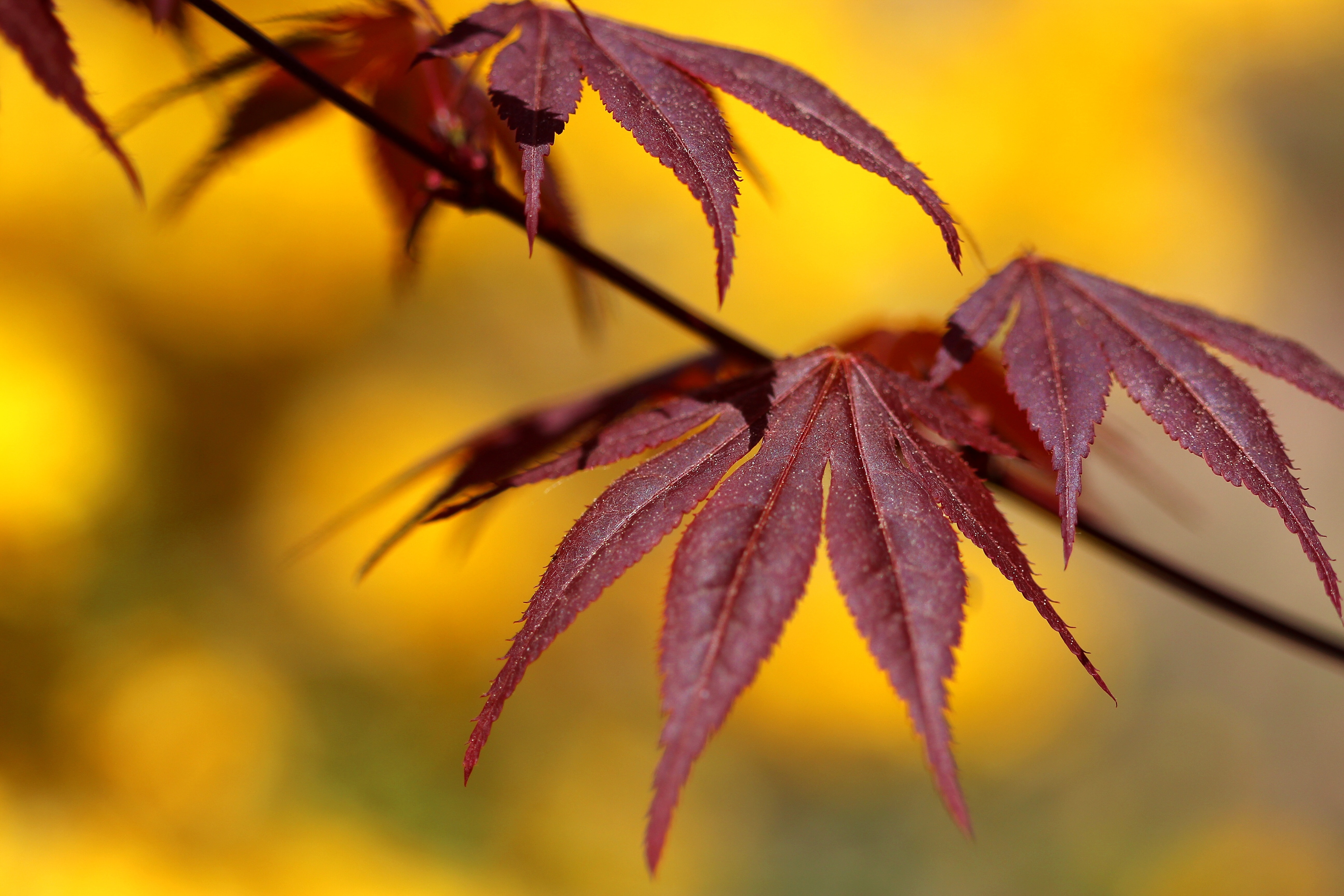 Autumn, Foliage, Maple, Nature, close-up, selective focus