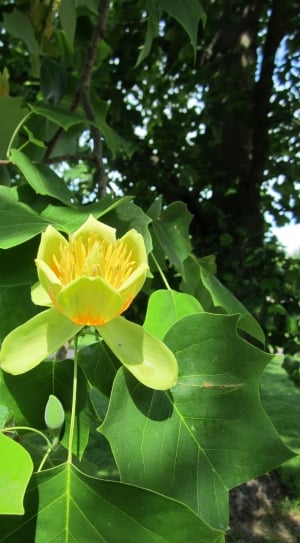 yellow and green petaled flower thumbnail