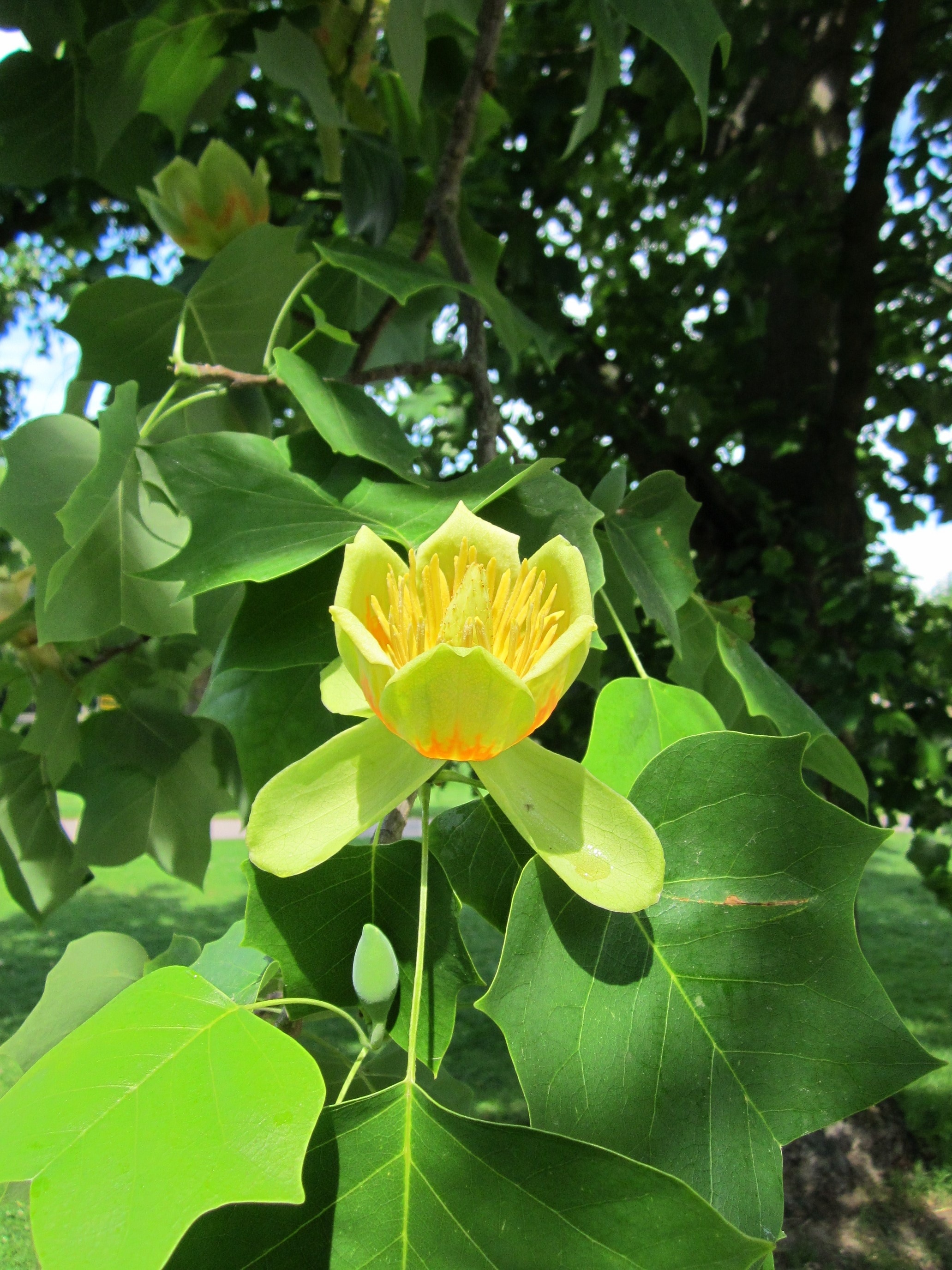 yellow and green petaled flower