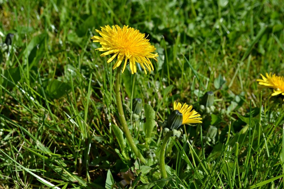 yellow dandelion preview