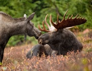 moose animal thumbnail